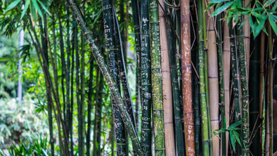 Bamboo: The Good, The Bad and The Ugly