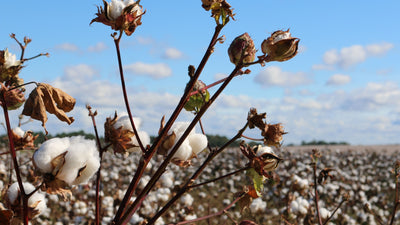 Pourquoi devriez-vous choisir du coton biologique plutôt que du coton ordinaire ?