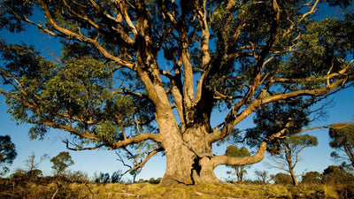 Eucalyptus et bois de hêtre : Des arbres aux vêtements de sport
